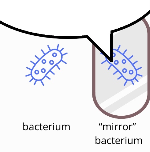 A diagram shows a blue, oval-shaped bacterium with spiky protrusions labeled "bacterium" on the left, and a similar bacterium inside a curved, mirror-like container labeled "mirror bacterium" on the right. A black arrow points from the first bacterium to the second, suggesting a reflection or inversion.