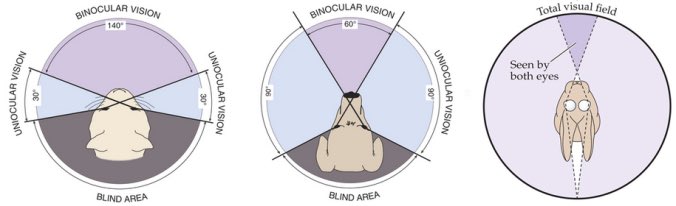 A diagram illustrating binocular vision with a 140° field of view, showing the overlapping visual areas of both eyes, and a 30° blind area on each side. The second diagram shows a 60° binocular vision field with a 30° blind area on each side. The third diagram depicts the total visual field, with a label indicating it is seen by both eyes.