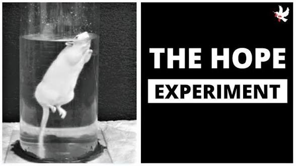 A black-and-white image shows a white mouse clinging to the side of a tall glass cylinder filled with water, with a small white bird icon in the top right corner. Beside it, a black background features the text "THE HOPE EXPERIMENT" in bold white letters.