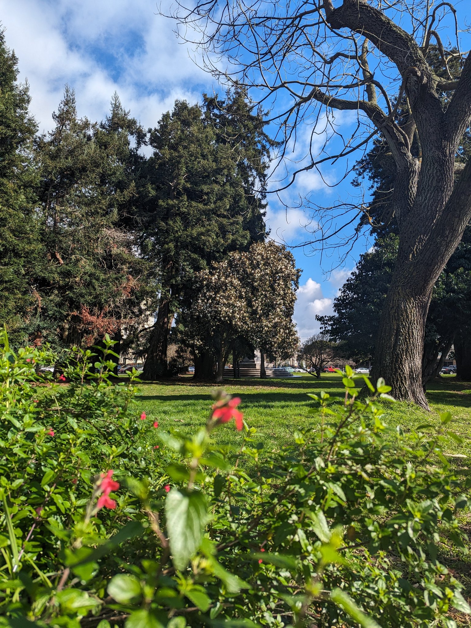 A low-angle view of a green park lawn framed by leafy bushes with small red flowers in the foreground and tall evergreen and deciduous trees in the background under a blue sky with white clouds. A large tree with bare branches stands on the right, and a flowering tree with white blossoms is visible in the center distance.
